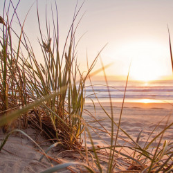 green-grass-on-sand-overlooking-body-of-water-1300510