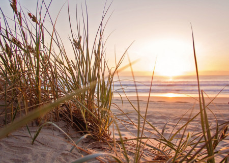 green-grass-on-sand-overlooking-body-of-water-1300510