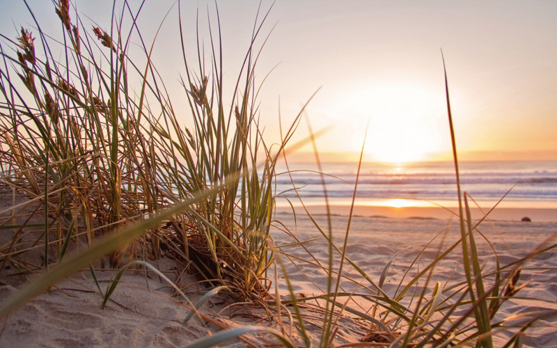 green-grass-on-sand-overlooking-body-of-water-1300510