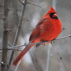 red-cardinal-bird-on-tree-branch-905248-1