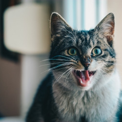 close-up-portrait-of-cat-yawning-315582