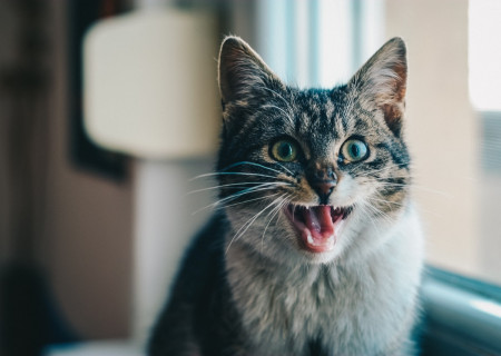 close-up-portrait-of-cat-yawning-315582