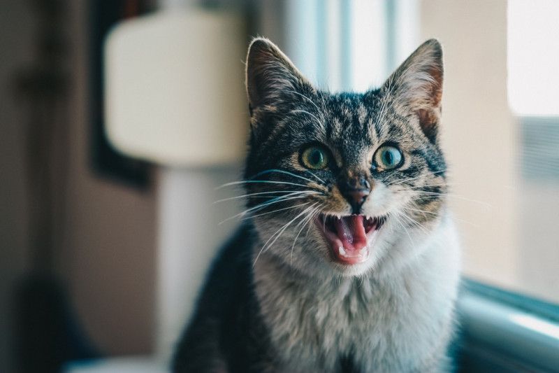 close-up-portrait-of-cat-yawning-315582