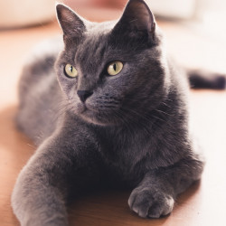 russian-blue-cat-on-table-1770918