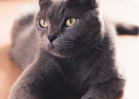 russian-blue-cat-on-table-1770918