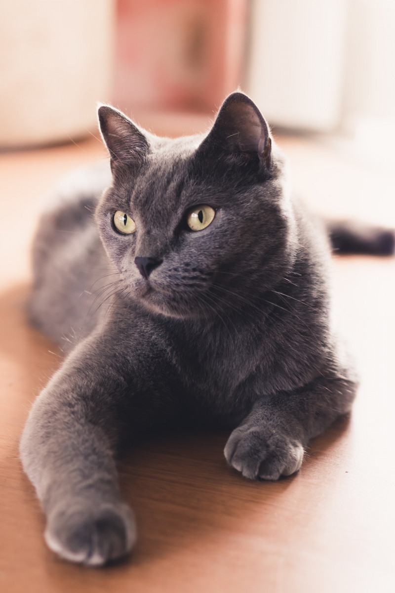 russian-blue-cat-on-table-1770918