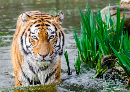 bengal-tiger-half-soak-body-on-water-during-daytime-145939