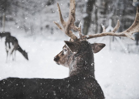 photo-of-reindeer-in-the-snow-735987