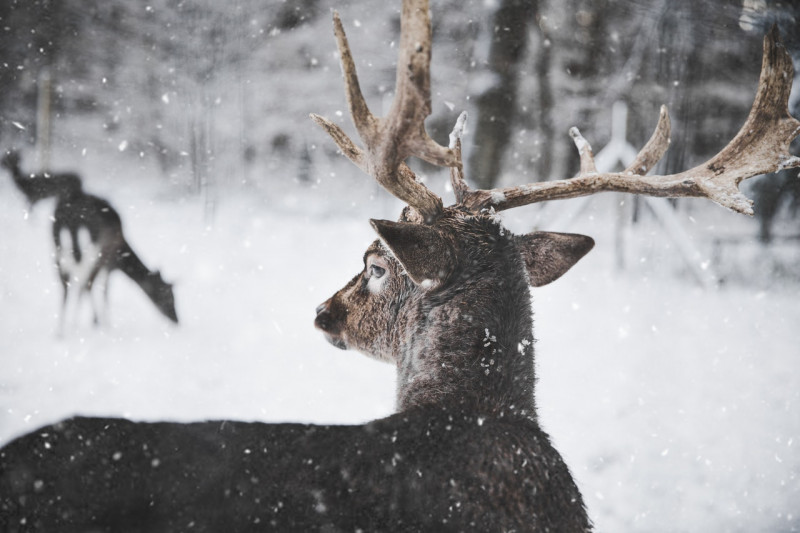 photo-of-reindeer-in-the-snow-735987