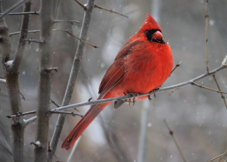 red-cardinal-bird-on-tree-branch-905248