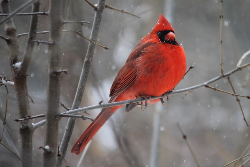 red-cardinal-bird-on-tree-branch-905248